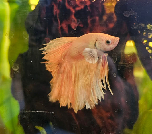 Goodbye Casper — On Loss, Guilt & Never Giving Up