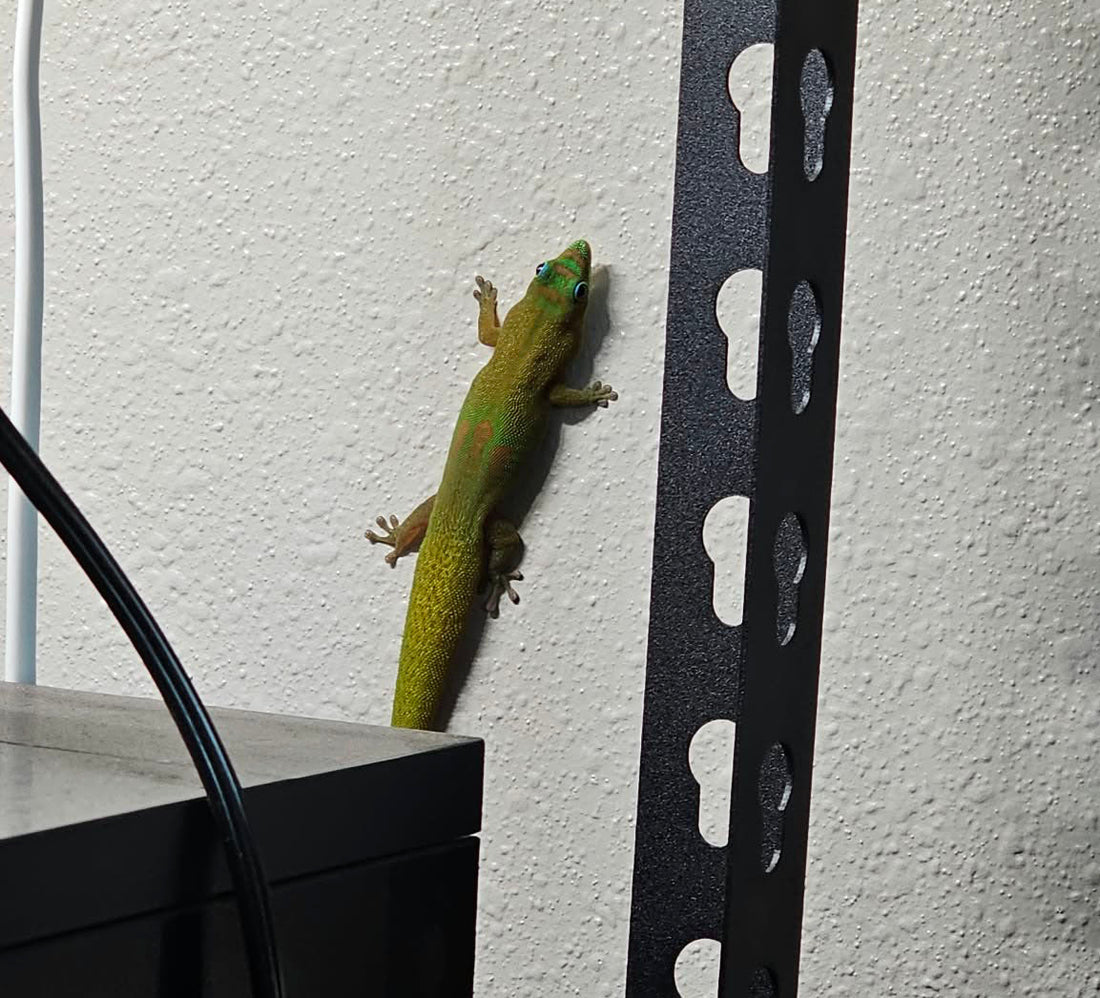 Meet Chucky, Our Tiny Escape Artist