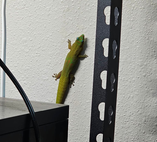 Meet Chucky, Our Tiny Escape Artist